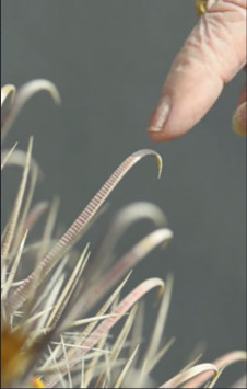 Jardín de Cactus 2015 – DISEÑO SONORO,  POSTPRODUCCIÓN DE SONIDO.