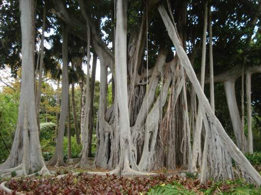 Jardín de Aclimatación de La Orotava