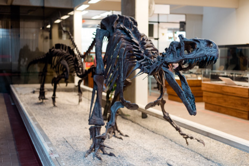 Museo de historia natural de la Universidad Ricardo Palma